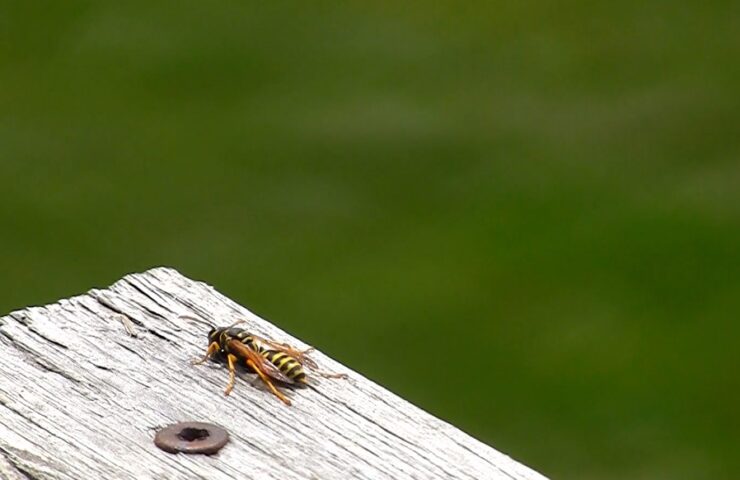 Eastern Yellow Jacket